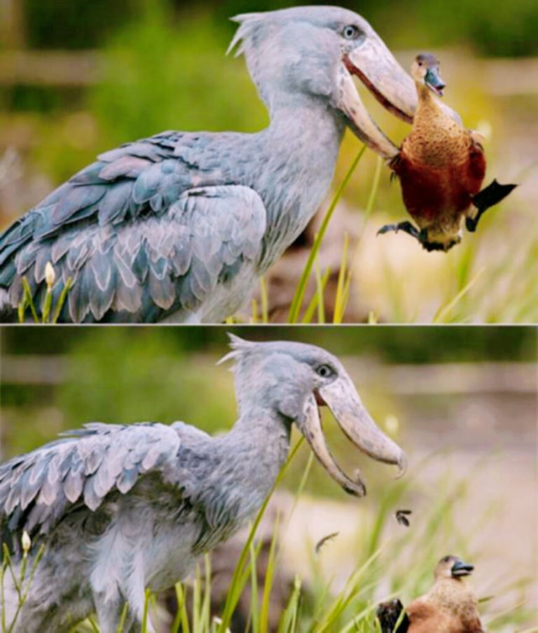 The Whale-Headed Stork: An Unusual Bird Endangering Its Survival.