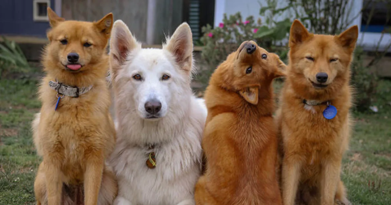 Everyone has a friend like this: the puppy that repeatedly “ruins” group photos, making them amusing and popular.