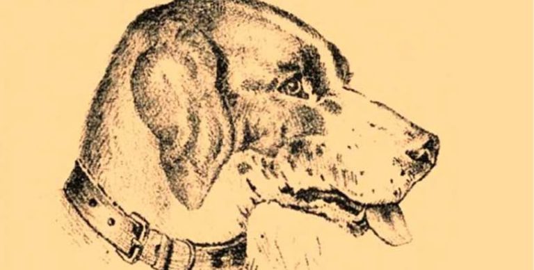 “Optical Illusion Vision Test”: Find a Dog’s Master in 7 Seconds!