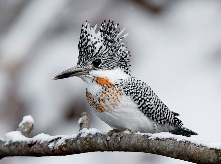 Crested Kingfisher – Stunning Plumage and unique Mohawk