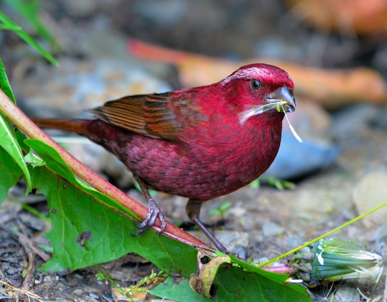 White-browed Rose finch: Very similar to Himalayan White-browed Rose finch C. thura.