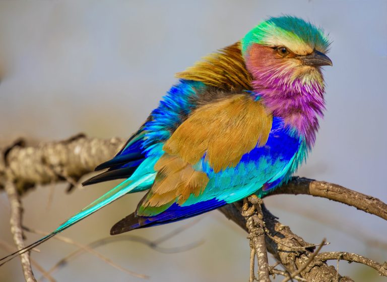 Discover 30 fascinating facts about the Lilac Breast Roller (Coracias caudatus), a bird with exceptional feathers in a harmonic blend of colors.