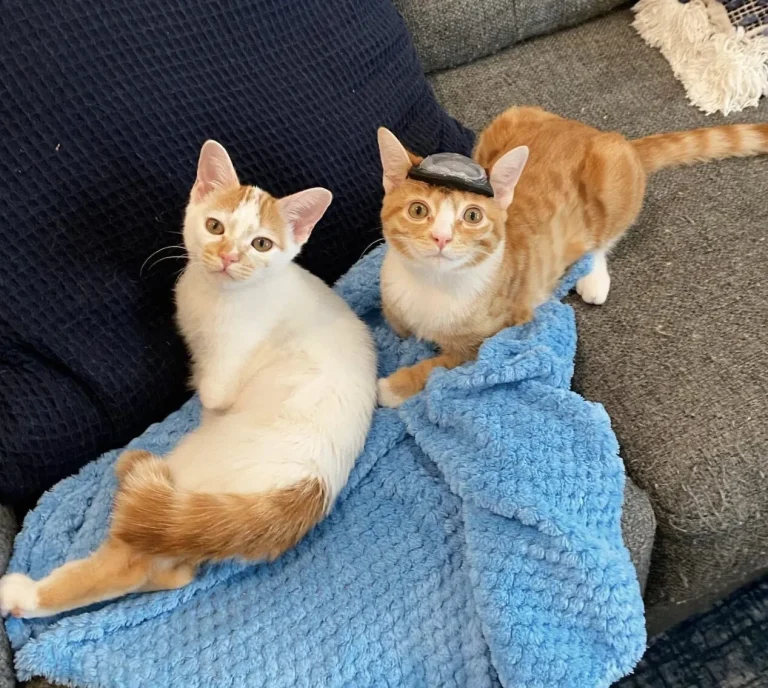 Special Needs Kitten Doesn’t Need Helmet Anymore After Successful Brain Surgery