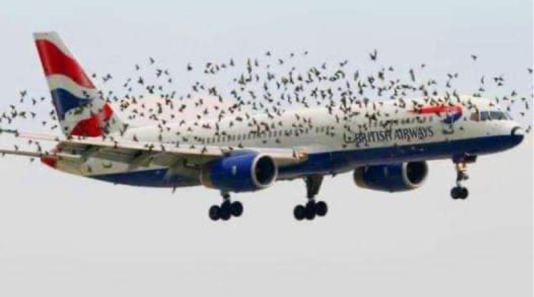 Following the pilot’s discovery of the reason why birds were flying alongside the jet, the pilot’s emotional reaction.