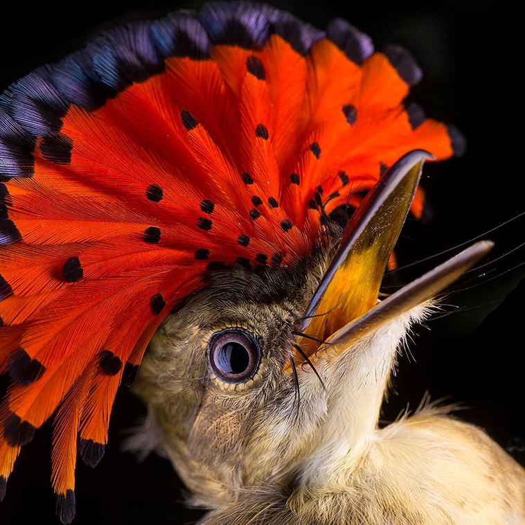 Video of Royal Flycatcher: Majestic Birds Adorned with Beautiful Crowns!