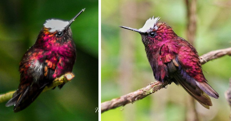 NO BIGGER THAN A BUMBLEBEE, IT’S EASY TO SEE WHY THIS TINY SNOWCAPPED BIRD IS OFTEN CALLED “THE CUTEST OF THE CUTE!”