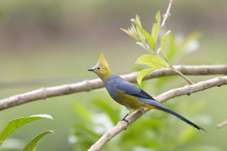 Long-tailed flycatcher (Ptiliogonys caudatus)