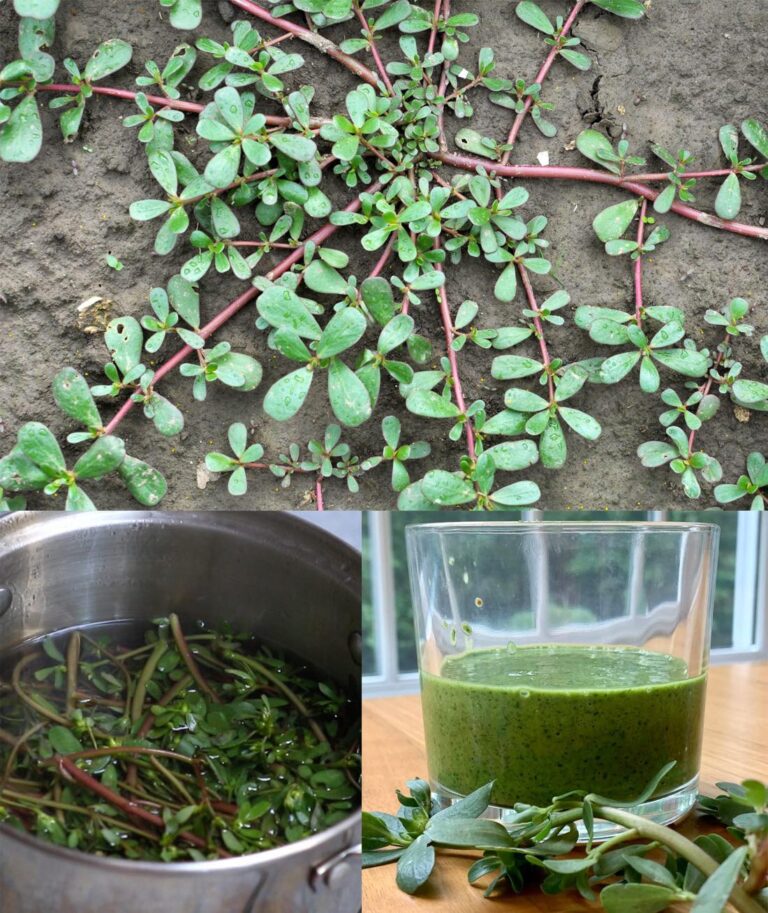 Health Benefits of Purslane