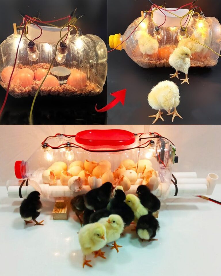 Creating a DIY Egg Incubator with a Water Bottle: A Step-by-Step Guide