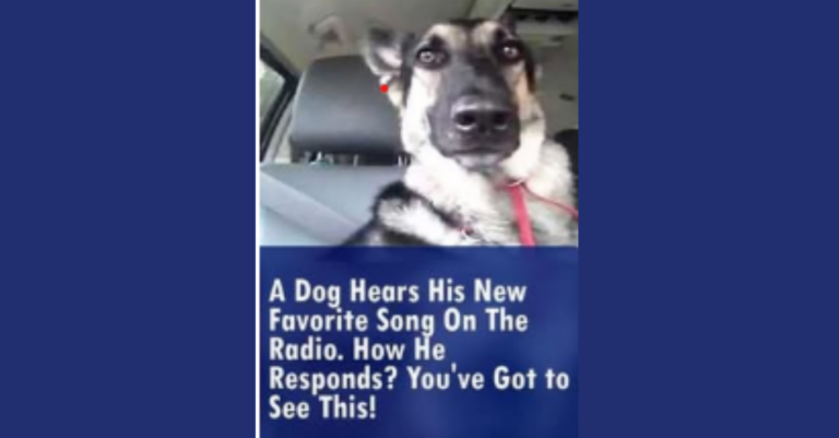 Dog Hears His New Favourite Song on the Radio.