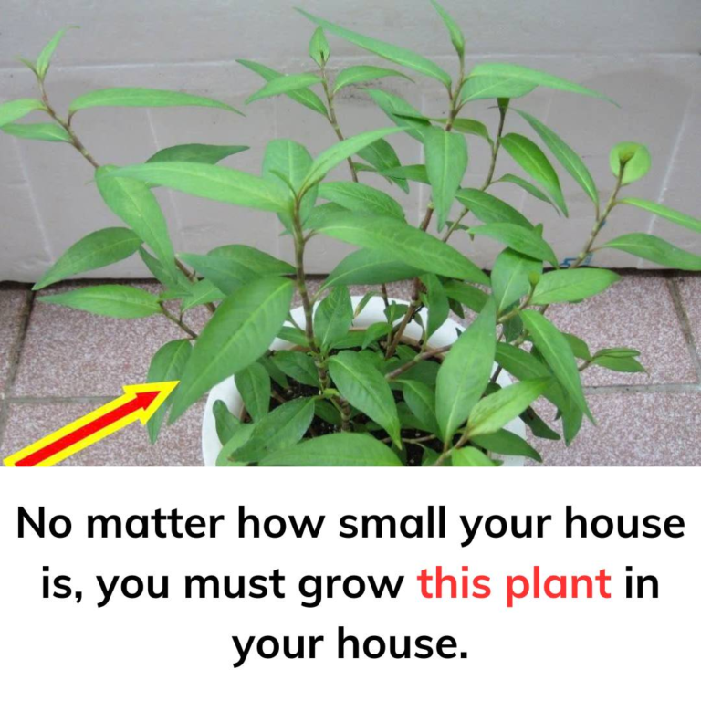 No matter how small your house is, you must grow this plant in your house.